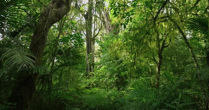 Big intertwined tree trunk in Tropical forest. Drone view of Bali.