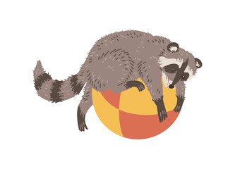 Vector funny racoon lies on a big ball, baby animal playing, hand drawn cartoon illustration isolated on white background