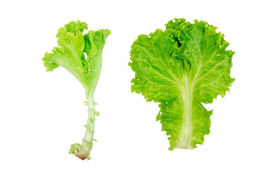 Lettuce leaves on transparent background. Batavia salad. healthy food. Top view