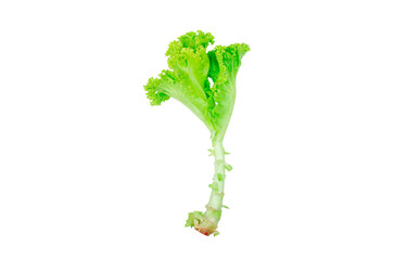 Salad. Lettuce leaves on transparent background. healthy food. Top view