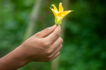 A boy holds a yellow flower by his hand with five five-finger - obrazy, fototapety, plakaty