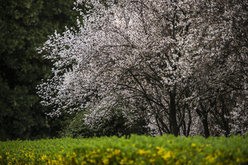 Shugang Xifeng Purple Leaf Plum (7)
