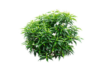 green bush leaves plant with white isolated