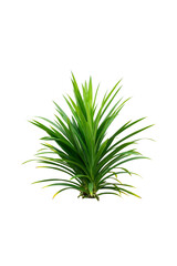 green leaves plant isolated