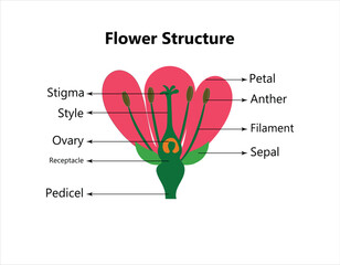 Obraz premium Vector education diagram of botany and biology, the structure of the flower in a section. Training banner scheme for scientific study, illustration.