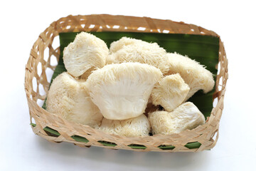 Fresh lion's mane mushroom on white background. (Yamabushitake Mushroom)