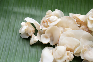 White jelly mushroom or white ear mushroom