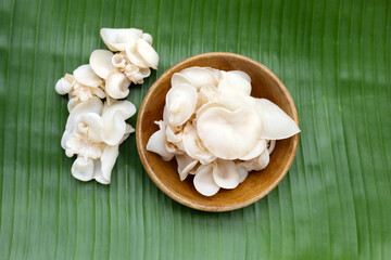 White jelly mushroom or white ear mushroom