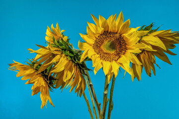 Yellow Sunflowers on the blue background