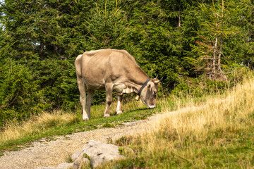 Free-ranging cow on the meadow between fir trees and on the path side  in the Bregenzerwald. cows and cattle roam freely on the alp. Alpine three-stage farming in practice