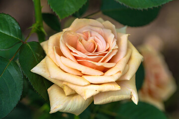 large peach-colored rose on the background of its leaves
