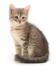 Kitten on white background.