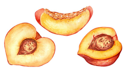 Fresh half red peach watercolor illustration isolated on white. Hand drawn slice, piece orange fruit nectarine. Painting food illustration, design element for package, label