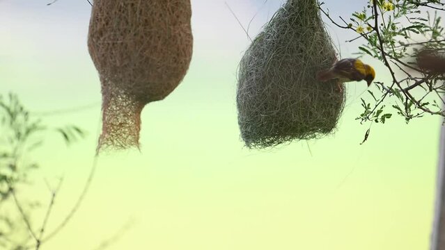 Baya Weaver Bird Making Nest