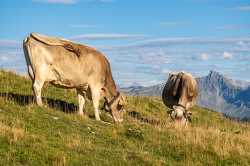 
Kuh liegt auf der Wiese, viele Kühe mit unterschiedlichen Farben auf der grünen Weide in Vorarlberg, Österreich. Kuh und Rind auf der Alp, mit Bergen im Hintergrund

