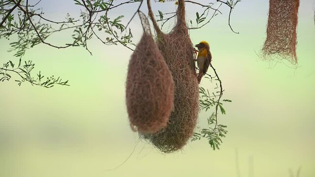Baya Weaver Bird  Making Nest