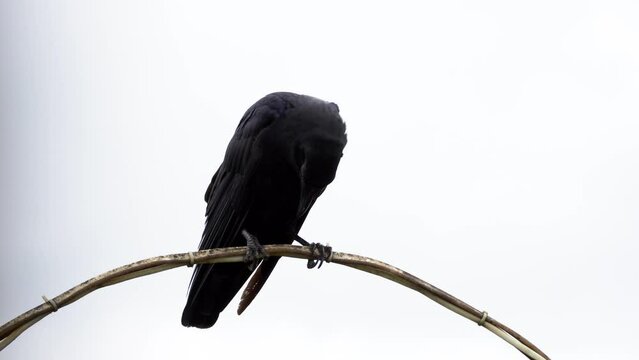 big crow seeting on pipe and looking every whare