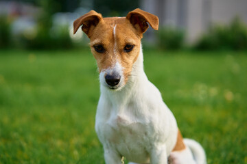 Dog walking on lawn with green grass on summer day. Active pet outdoors. Cute Jack Russell terrier portrait