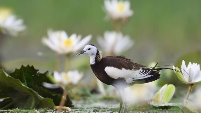 Closeup of Pheasant Tailed Jacana  in White water lily flowers