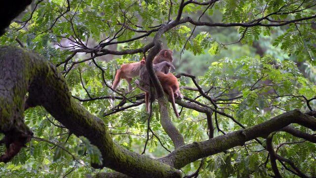 3 monkey playing on tree