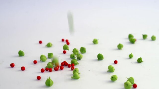 Falling green and red fruits of Indian ginseng or Winter cherry. 4k footage