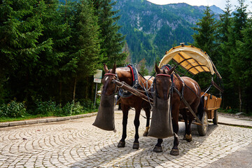 Horse harness with cart in mountain forest. Traditional transport for tourists in Morskie Oko, Poland. Harnessed horses eat food from bags - obrazy, fototapety, plakaty