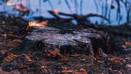 Golden Colored Tree Stump