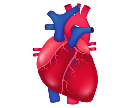 Anatomy of human heart vector. Medical concept. Organs in the human circulatory system.