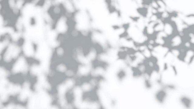 Abstract gray silhouette of tree branch. White wall background. Transparent blur shade of tropical leaves sunlight. Closeup of plant shadow motion by wind. Natural light bokeh. Trend Overlay effect 4K