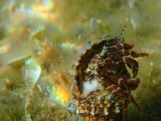Striped hermit crab or rocky-shore hermit crab (Pagurus anachoretus) extreme close-up undersea, Aegean Sea, Greece, Thasos island