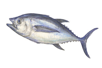 メバチマグロ　水彩色鉛筆イラスト