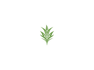 Corn plant logo vector, logo design, vector and illustration,