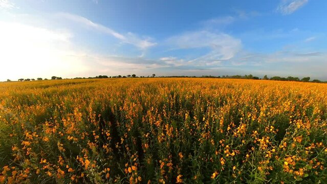  beautiful vdo yellow sunhemp or Crotalaria juncea