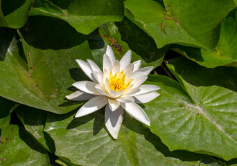 Lotus flower plant on lake. Lotus flower blooming in river