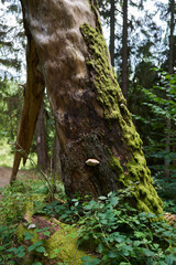 Landscape with hiking trail in the mountain forest