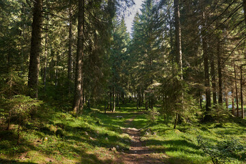 Landscape with hiking trail in the mountain forest