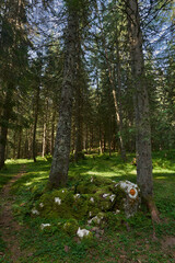 Fototapeta premium Landscape with hiking trail in the mountain forest