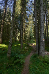 Landscape with hiking trail in the mountain forest