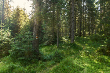 Landscape with hiking trail in the mountain forest