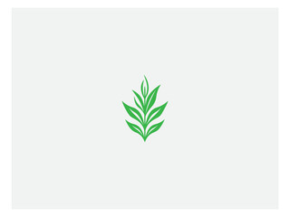 Corn plant logo vector, logo design, vector and illustration,