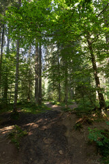 Landscape with hiking trail in the mountain forest