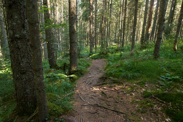 Obraz premium Landscape with hiking trail in the mountain forest