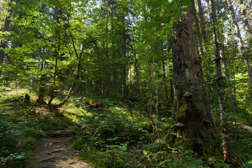 Landscape with hiking trail in the mountain forest