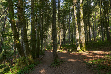 Landscape with hiking trail in the mountain forest