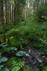 Obraz premium Landscape with hiking trail in the mountain forest