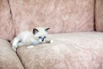 Little Cat lying on cozy sofa