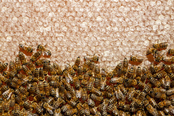 Beekeeping, freshly hatched honeycombs with bees from the beehive. Honey and bee.