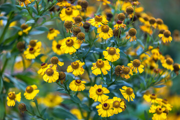 Helenium autumnale 'Tie Dye' in flower.