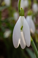 Obraz premium White snowdrop flowers close up. Galanthus blossoms illuminated by the sun in the green blurred background, early spring. Galanthus nivalis bulbous, perennial herbaceous plant in Amaryllidaceae family