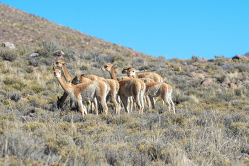 Herd of vicuñas in Cerro Hornocal in Jujuy, Argentina